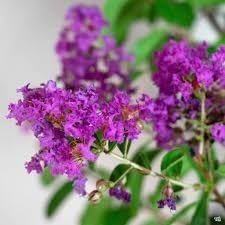 Crape Myrtle Twilight | Extra Large 3 Gallon Plant | Lagerstroemia Indica 'Twilight' | Vibrant Blooms | Drought Tolerant