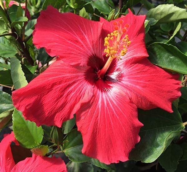 Hibiscus President Red | Live Plants | Hibiscus Rosa-Sinensis | Vibrant Red Blooms | Tropical Garden Beauty | Eye-Catching Flowering Shrub