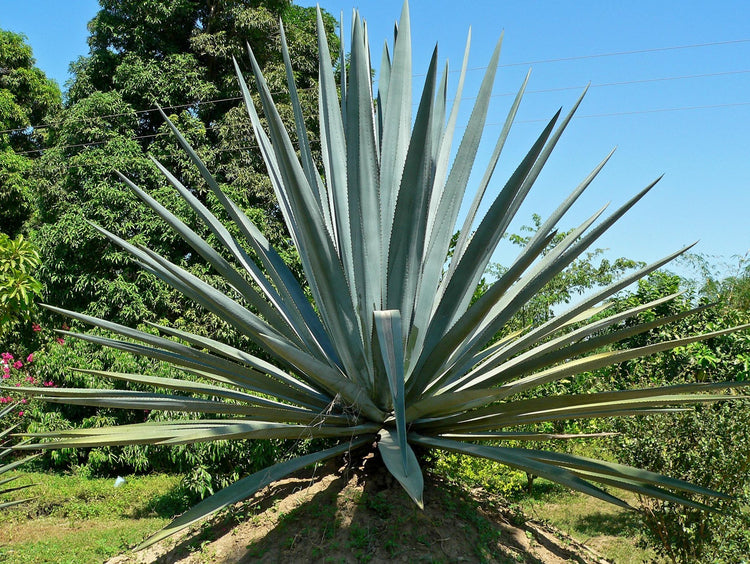 Agave Americana - Live Blue Agave Plant - Drought Tolerant Succulent