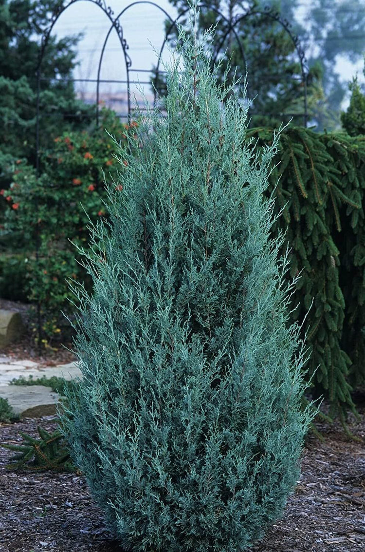 Wichita Blue Juniper | Live Gallon Size Trees | Juniperus Scopulorum | Evergreen Screening Hedging Plant