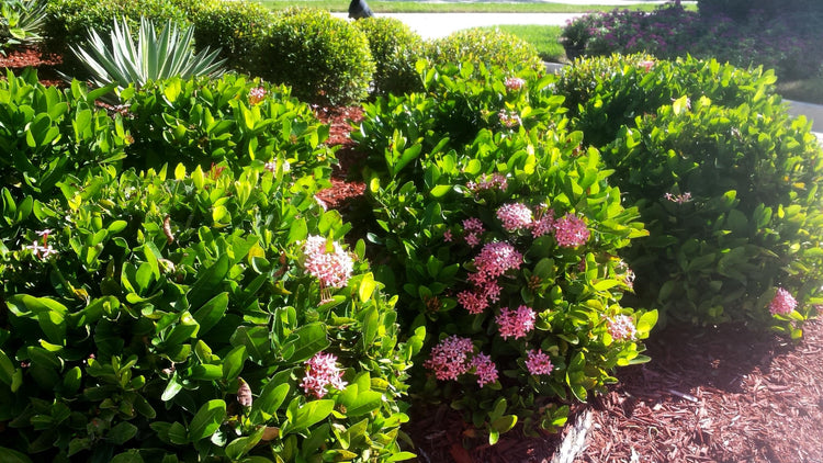 Ixora Dwarf Pink Taiwanensis | Live Plants | Ixora Chinensis | Perfect for Compact Spaces | Vibrant Tropical Blooms