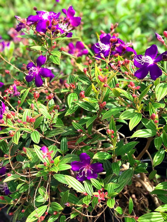 Tibouchina Dwarf Princess Flower I Live Plants I Lepidotal Compact Size, Eye-Catching Purple Blooms, Heat-Tolerant, Ideal for Small Gardens and Containers