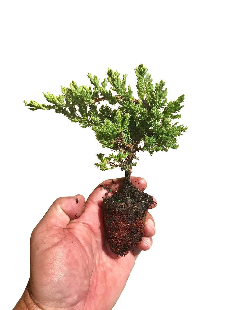 Juniper Procumbens Nana - Live Plants - Drought Tolerant Evergreen Groundcover - Great for Bonsai