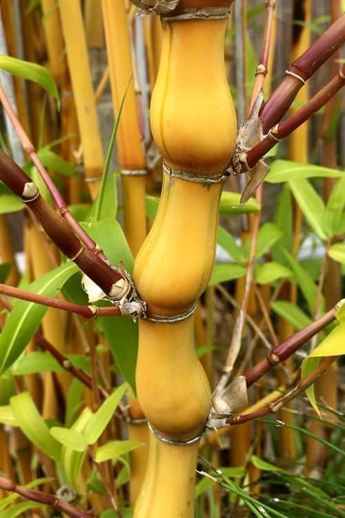 Striped Dwarf Buddha Belly Bamboo | Live Plants | Bambusa Vulgaris Wamin Striata | Rare Non-Invasive Clumping