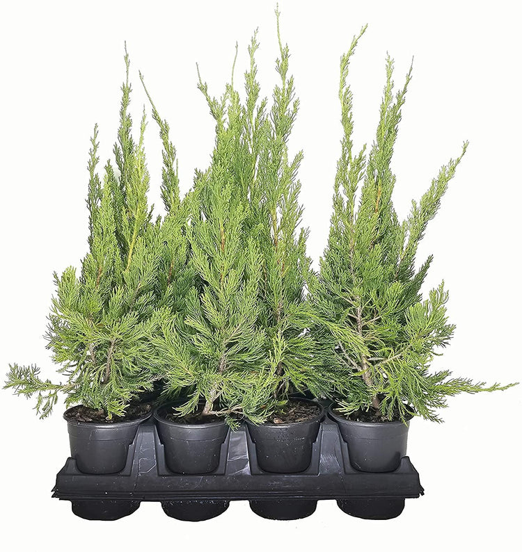 Hollywood Juniper - Juniperus Chinensis Torulosa - Live Quart Size Trees - Drought Tolerant Cold Hardy Evergreen Plant