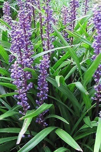 Liriope Emerald Goddess Muscari | Large Gallon Size Plants | Live Drought Tolerant Low Maintenance Evergreen Groundcover Grass