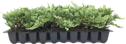 Blue Rug Juniper - Live Plants - 2" Pots - Juniperus Horizontalis 'Wiltonii' - Low Maintenance Evergreen Groundcover