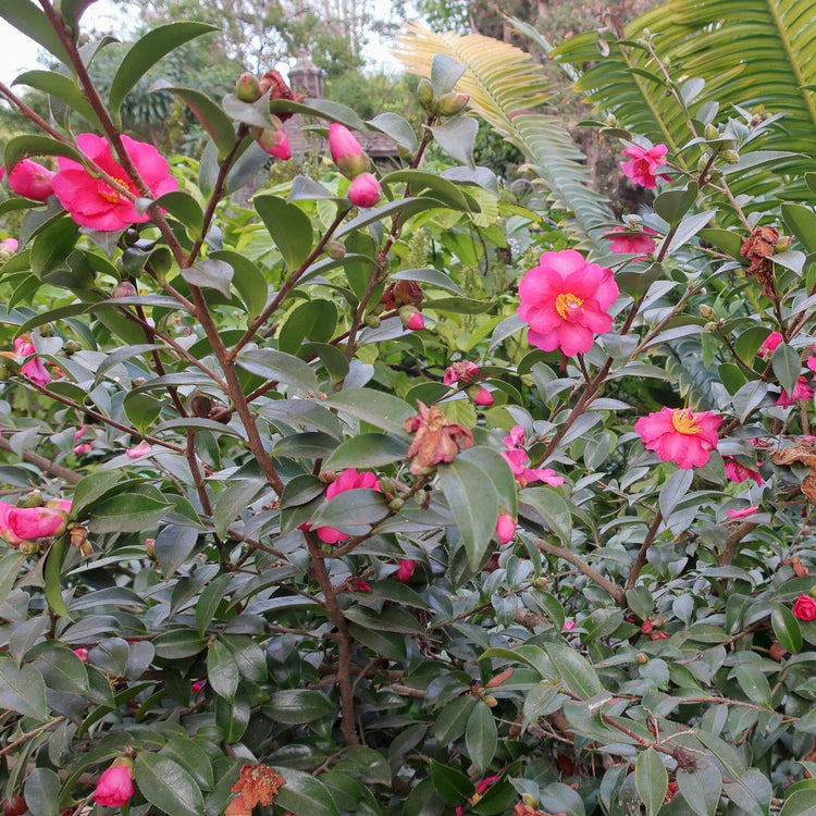 Camellia Sasanqua Kaniiro I Extra Large Gallon Plants | Pink Flowering Vibrant Blooming Shrub, Live Plant for Garden, Landscape & Home Decor, Hardy Evergreen Ornamental Flowering Bush