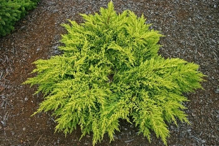 Premium Gold Star Juniper Shrub | Gallon Live Plants | Perfect for Landscaping, Low Maintenance Evergreen Plant, Ideal for Garden Decoration, Hardy Outdoor Plant