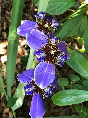 Walking Iris Apostle Plant | Extra Large Gallon Plants | Neomarica gracilis | Tropical Foliage | Easy Care Perennial