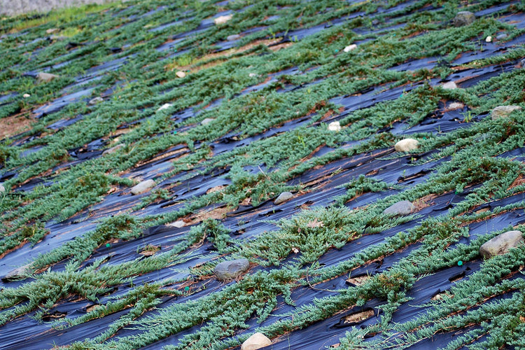 Juniper Bar Harbor - 3 Live Plants - Juniperus Horizontalis - Drought Tolerant Cold Hardy Evergreen Ground Cover