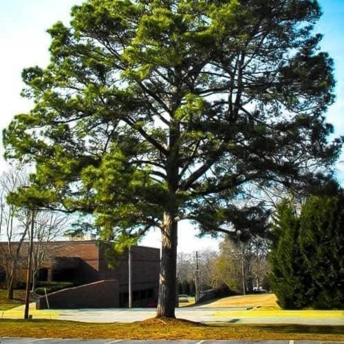 Loblolly Pine Tree Plants | Live Seedlings | Pinus Taeda | Fast-Growing Evergreen for Landscaping | Ideal Plants for Large Spaces