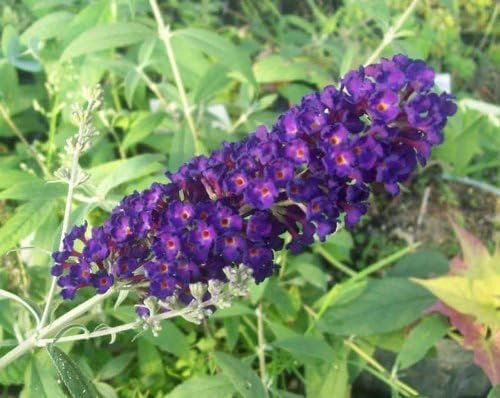 Buddleia Black Knight | Live Gallon Size Plants | Fragrant Butterfly Bush, Attracts Butterflies & Hummingbirds, Drought Tolerant Flowering Shrub