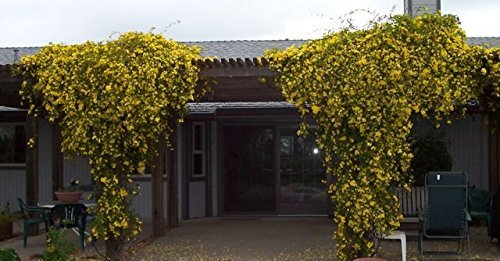 Carolina Jasmine - Live Plants - Gelsemium Sempervirens Jessamine - Beautiful Fragrant Blooming Vine