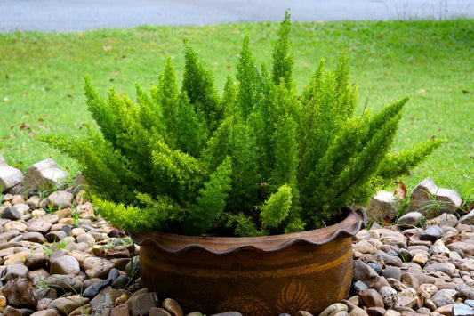 Foxtail Fern | 3 Extra Large 3 Gallon Plants | Asparagus densiflorus 'Meyersii' | Lush Texture | Architectural Greenery