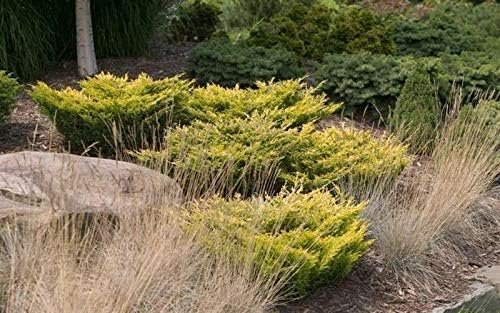 Lime Glow Juniper - Live Plants - Juniperus Horizontalis - Hardy Evergreen Ground Cover