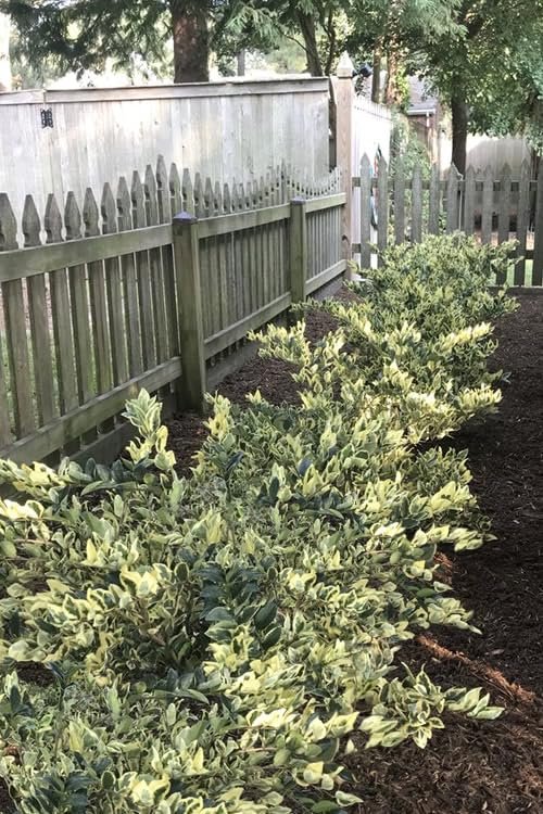 Ligustrum Japonicum Jack Frost Privet | Large Gallon Size Plants I Live Variegated, Fast-Growing, Evergreen Shrub for Stunning Ornamental Landscaping, Ideal for Privacy Hedges