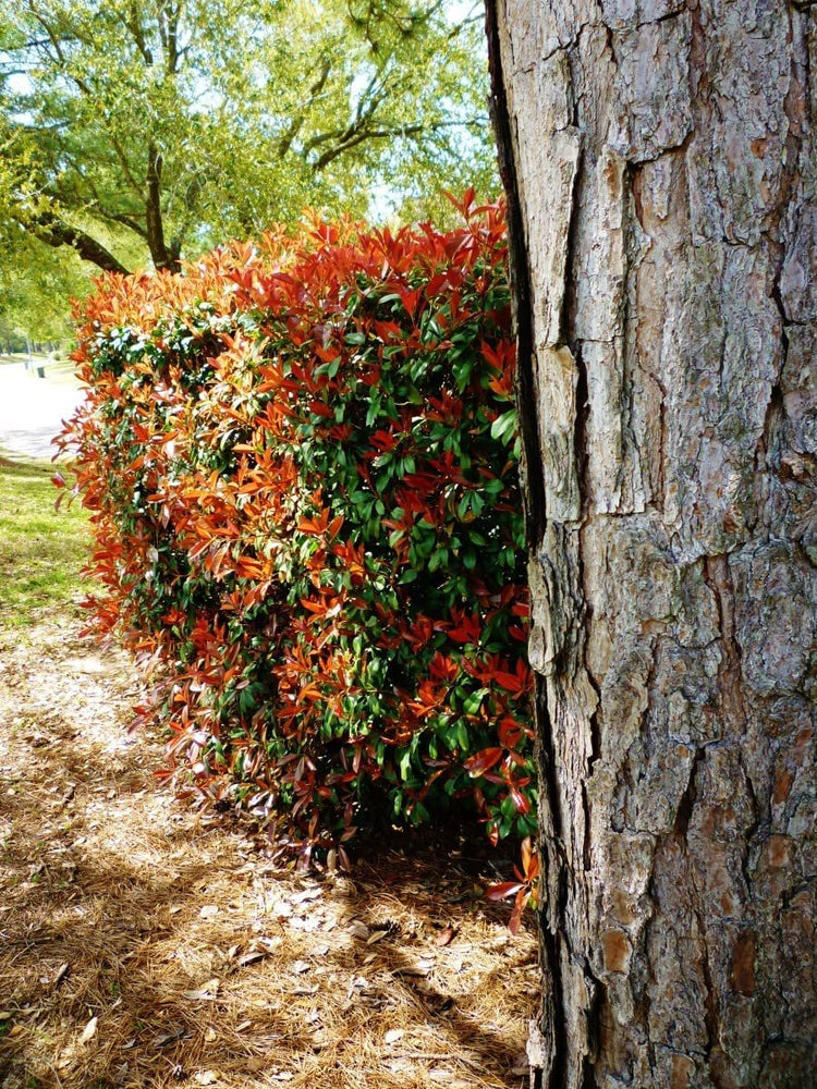 Photinia Red Tip | Extra Large Gallon Plants | Photinia x Fraseri | Evergreen Landscape Hedge Shrub