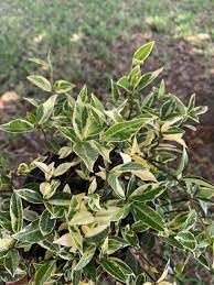 Jasmine Asiatic Variegated Plants | Live 4 Inch Pots | Trachelospermum Asiaticum 'Variegata' | Fragrant Ground Cover | Evergreen Vine