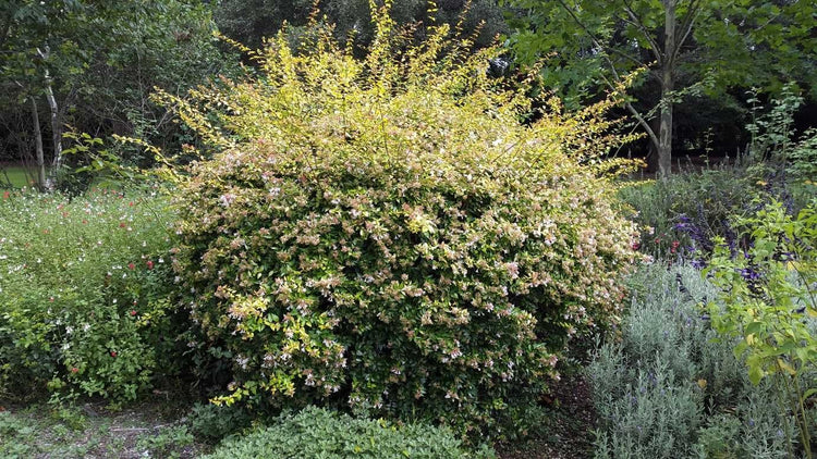 Abelia Francis Mason | Extra Large Gallon Plants | Vibrant & Variegated Foliage, Drought-Tolerant, Low-Maintenance Shrub, Perfect for Landscaping, Borders & Ornamental Gardens