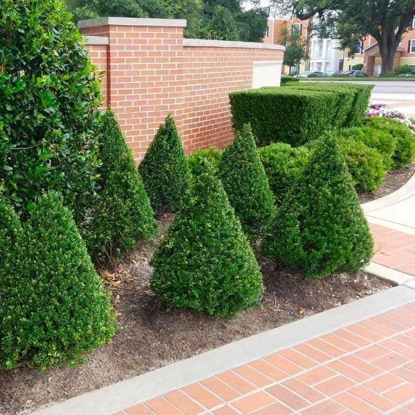 Steeds Holly I 20 Live Plants I Upright Ilex Crenata | Upright Evergreen Shrub for Privacy Screens, Hedges, and Ornamental Landscaping