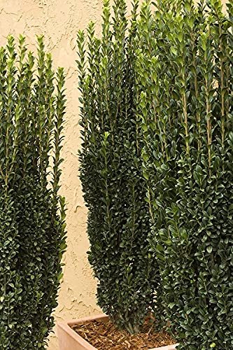 Sky Pencil Japanese Holly - Live Gallon Size Plants - Ilex Crenata - Low Maintenance Formal Evergreen Hedge