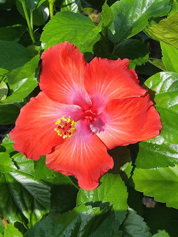 Hibiscus President Red | Live Plants | Hibiscus Rosa-Sinensis | Vibrant Red Blooms | Tropical Garden Beauty | Eye-Catching Flowering Shrub