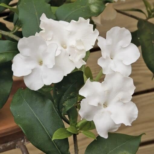 Lady of The Night | Live Plants | Brunfelsia Americana Nitida | Fragrant Tropical Bloomer | Perfect for Evening Gardens (10 Plants)