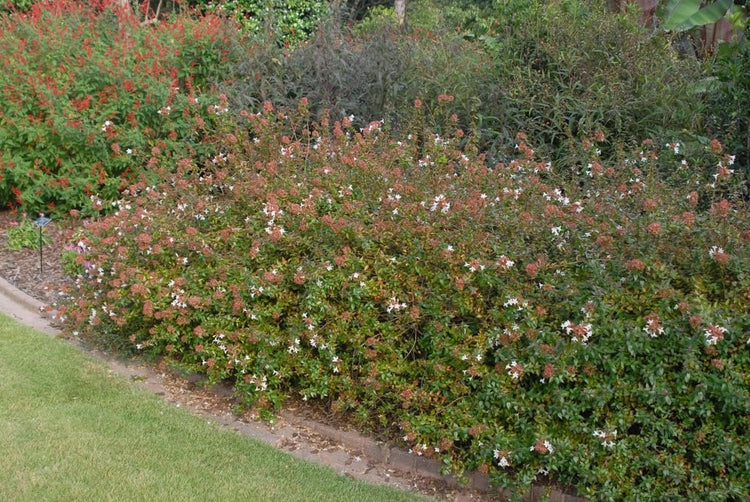 Abelia Rose Creek | Extra Large Gallon Plants | Fragrant & Flourishing Shrub, Compact, Ornamental Plant Ideal for Hedges, Borders & Landscape Accents, Low-Maintenance & Drought-Resistant