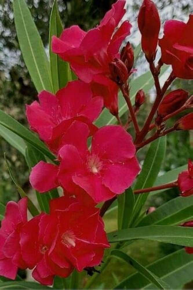 Oleander Red | Extra Large 3 Gallon Plants | Nerium Oleander | Stunning Landscape Addition | Sun-Loving Blooms