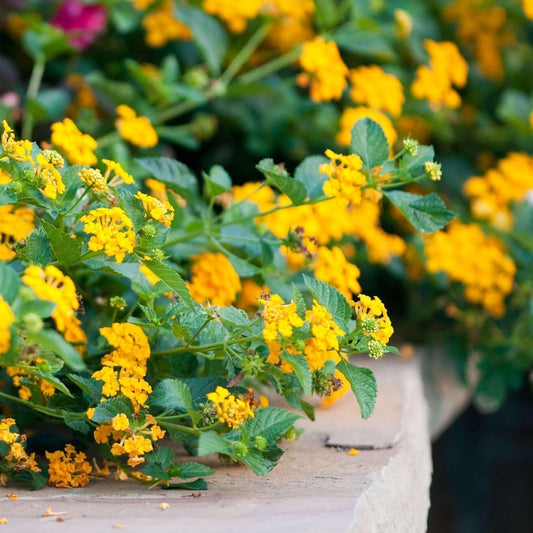 Lantana New Gold I Live Plants I Verbenaceae Camara I Live Vibrant Golden Yellow Flowers, Heat and Drought Tolerant, Ideal for Hanging Baskets and Borders