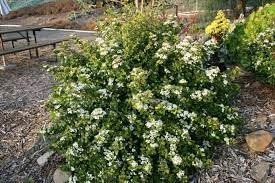 Viburnum Densa | Extra Large 3 Gallon Plant | Viburnum Odoratissimum 'Densa' | Lush Landscape Addition | Hardy Shrub