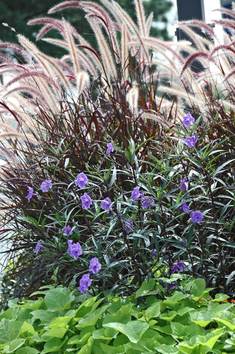 Mexican Petunia Purple I Large Gallon Size Plants I Ruellia Brittoniana | Live Vibrant Purple Flowers, Drought and Heat Tolerant, Ideal for Garden Borders and Container Planting