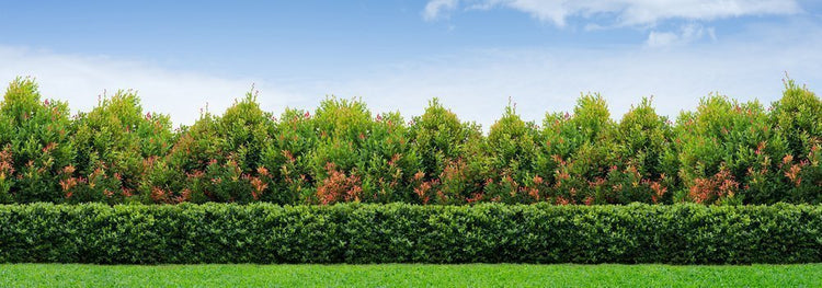 Viburnum Odoratissimum | Extra Large Gallon Plants | Sweet Viburnum | Fast-Growing Privacy Hedge | Fragrant Flowers