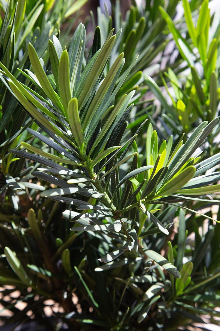 Podocarpus Pringles | Extra Large 3 Gallon Plants | Podocarpus Macrophyllus 'Pringles' | Ideal for Hedges | Low Maintenance Shrub (1 Plant)