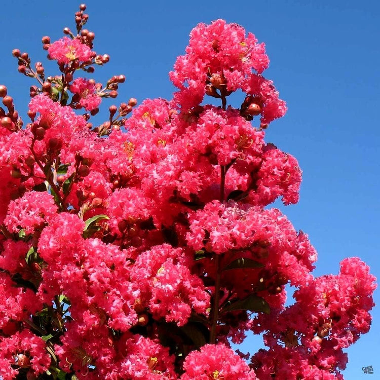 Crape Myrtle Tuscarora Plant | Large Gallon Size Pots | Lagerstroemia Indica | Ornamental Flowering Tree | Pink Blooms Garden Plants