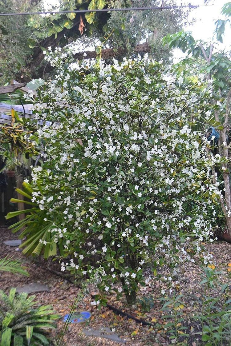 Lady of The Night | Live Plants | Brunfelsia Americana Nitida | Fragrant Tropical Bloomer | Perfect for Evening Gardens (10 Plants)