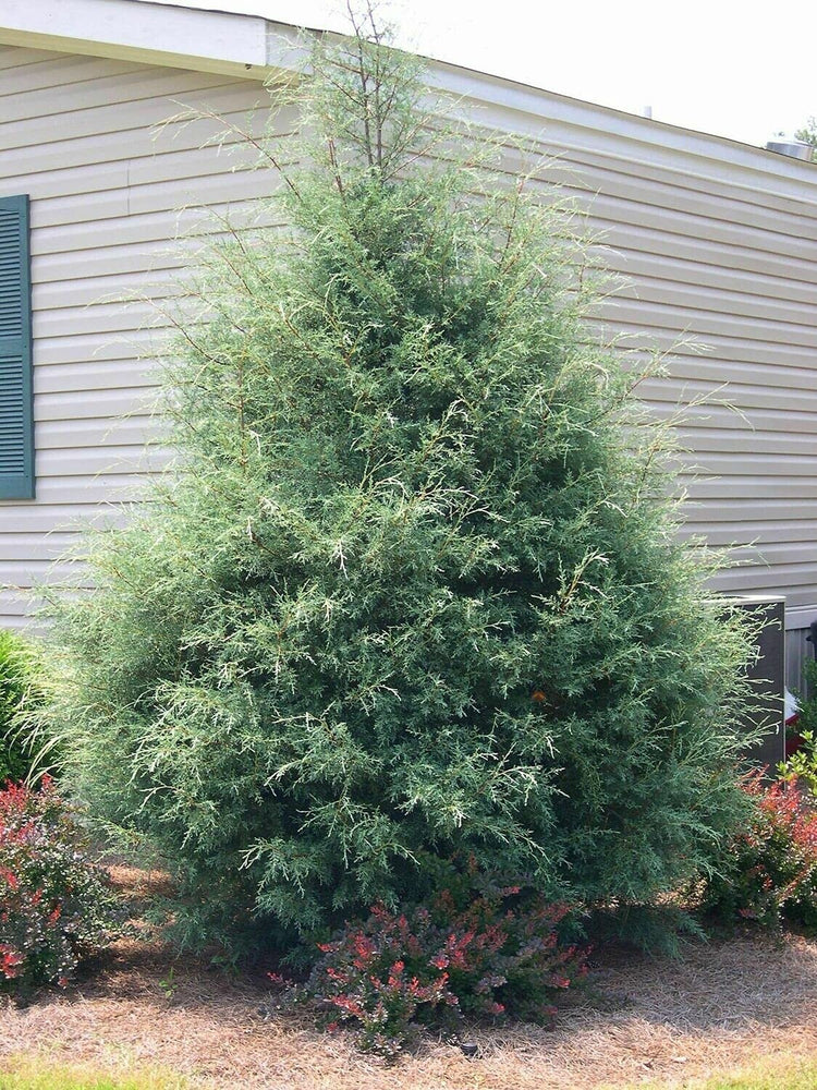 Carolina Sapphire Cypress Tree | Large Gallon Size Plants | Beautiful Evergreen Low Maintenance Cold Hardy Privacy Screen