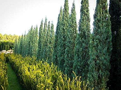 Skyrocket Juniper | Live Gallon Size Tree | Juniperus Scopulorum | Drought Tolerant Cold Hardy Formal Upright Evergreen Plant