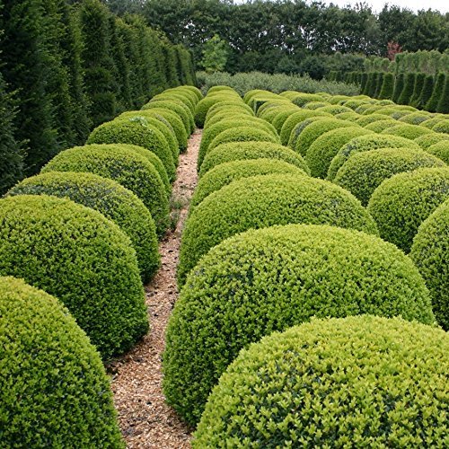 Classic Japanese Boxwood | Live 2" Plants | Buxus microphylla | Ideal for Hedges | Durable Landscape Shrub