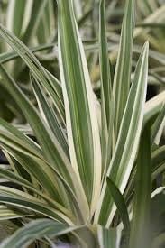 Flax Lily Dianella | Extra Large 3 Gallon Plants | Dianella tasmanica | Hardy Perennial | Shade Tolerant