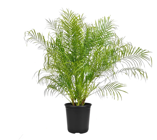 Phoenix Roebelenii - Miniature Pygmy Date Palm - Large Live Tree - Beautiful Patio Plant