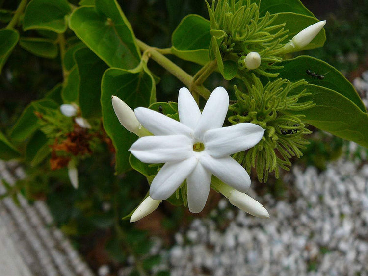 Downy Jasmine | Live Plants | Jasminum Multiflorum | Beautiful Blooming Vine-Like Shrub