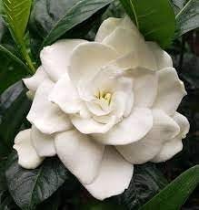 Gardenia Belmont | Extra Large 3 Gallon Plants | Gardenia Augusta 'Belmont' | Lush Blooming | Evergreen Elegance