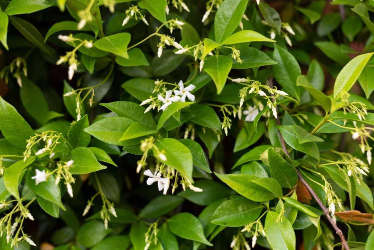 Star Jasmine | Extra Large 3 Gallon Plants | Trachelospermum Jasminoides | Fragrant Climbing Vine | Ideal for Trellises and Arbors