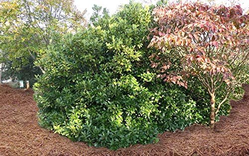 Anise Forest Green - Live Plants - Illicium Parviflorum - Shade Loving Evergreen Hedge