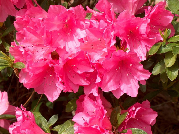 Azalea Pink Ruffle - Live Plants - Pink Flowering Rhododendron Shrub