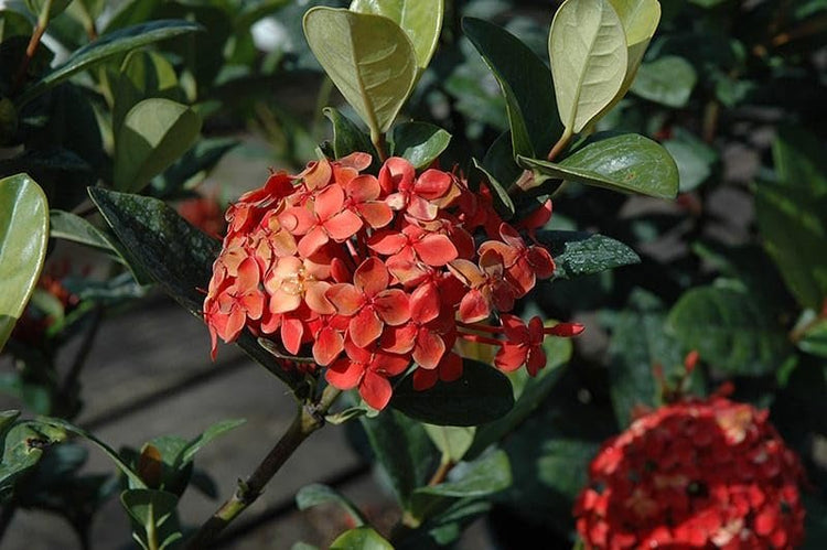 Ixora Maui Red | Extra Large 3 Gallon Plants | Ixora coccinea | Tropical Garden Favorite | Lush Flowering Shrub