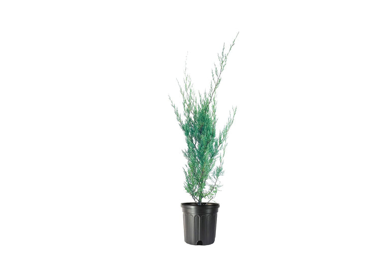 Moonglow Juniper | Live Gallon Size Trees | Juniperus Scopulorum | Drought Tolerant Evergreen Privacy Screening Plants