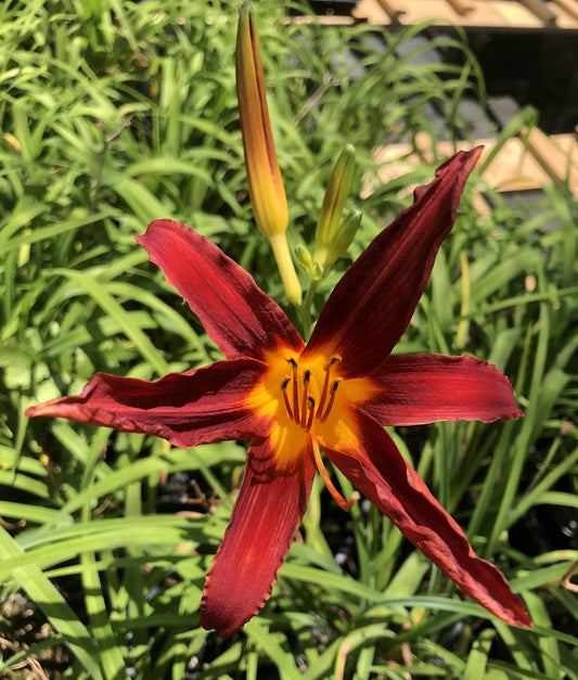 Ming Toy Daylily | Live Inch Pots | Hemerocallis Plants | Beautiful Low Maintenance Blooming Groundcover